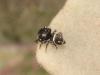 Heliophanus sp.